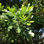 Fern tree