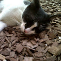 Domestic cat