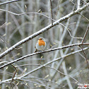 European Robin