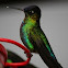 Fiery-throated Hummingbird