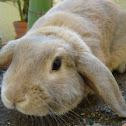 mini lop
