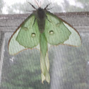 Luna moth