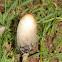 Coprinus sp.
