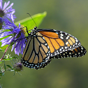 Monarch Butterfly