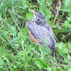 American Robin