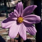 Cosmos