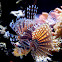 Zebra Lionfish