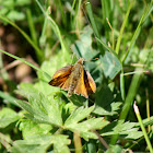 Large Skipper Butterfly