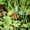 Large Skipper Butterfly