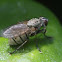 Muscid Fly