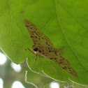 Yellow Peach Moth