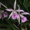 Orquídea