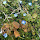 Maryland Schoolyard Biodiversity Challenge