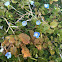 Common Speedwell