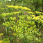Wild parsnip