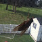 Horse fly