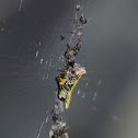 Thrashline Orb weaver
