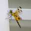Calico Pennant