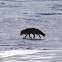 Red Fox