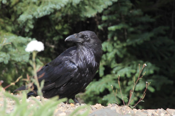 Spotting Image 1