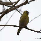 Eurasian Siskin