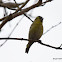 Eurasian Siskin