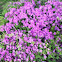 Azalea