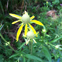 Yellow Coneflower