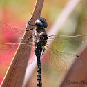 Blue-eyed Darner