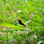 Ebony Jewelwing