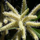 Ivory Curl Tree