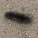 Salt Marsh Caterpillar