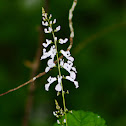 Swedish Ivy