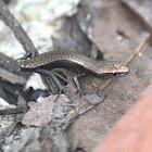 Water Skink