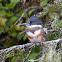 Belted Kingfisher