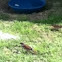 House sparrow