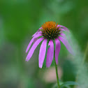 Cone flower