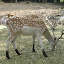 Ciervo (Fallow deer)