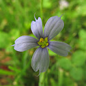 Eastern blue-eyed grass