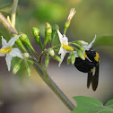 Unknown Bee