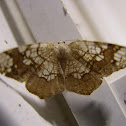 Horned Spanworm
