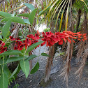 Cockspur Coral Tree