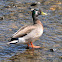 mallard