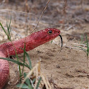 Coachwhip