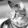 Cat with Bell