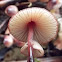Mycena