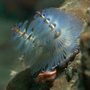 Christmas tree worm