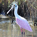 Roseate Spoonbill