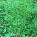 Field Horsetail
