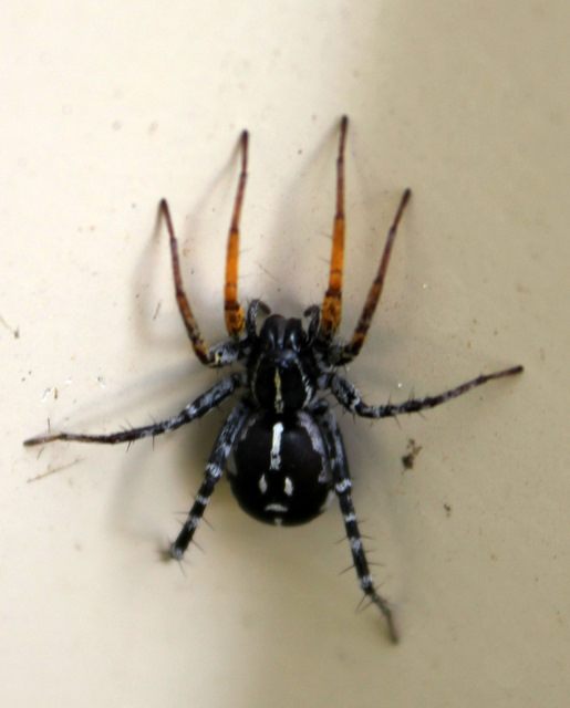 Spotted ground swift spider Project Noah